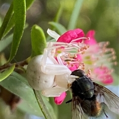 Thomisus spectabilis at Jerrabomberra, NSW - 23 Nov 2024