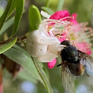 Thomisus spectabilis at Jerrabomberra, NSW - 23 Nov 2024