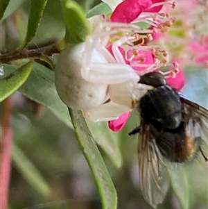 Thomisus spectabilis at Jerrabomberra, NSW - 23 Nov 2024