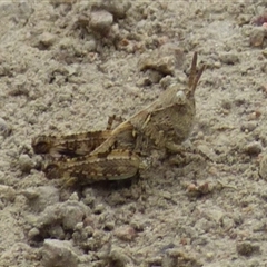 Austroicetes sp. (genus) (A grasshopper) at West Hobart, TAS - 23 Nov 2024 by VanessaC