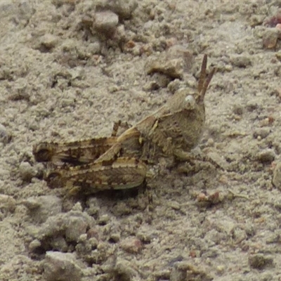 Austroicetes sp. (genus) (A grasshopper) at West Hobart, TAS - 23 Nov 2024 by VanessaC