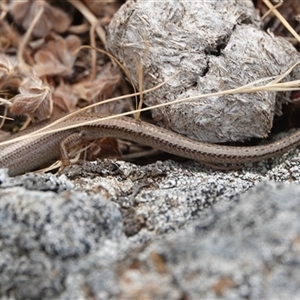 Menetia greyii (Grey's Skink) at Hall, ACT by Anna123