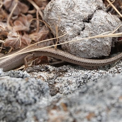 Menetia greyii (Grey's Skink) at Hall, ACT - 23 Nov 2024 by Anna123