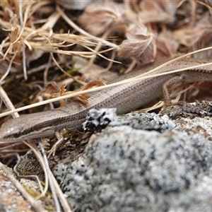 Menetia greyii at Hall, ACT - 23 Nov 2024 04:46 PM