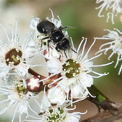 Unidentified Bee (Hymenoptera, Apiformes) at West Wodonga, VIC - 22 Nov 2024 by KylieWaldon