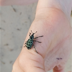 Chrysolopus spectabilis (Botany Bay Weevil) at Port Kembla, NSW - 23 Nov 2024 by PaperbarkNativeBees