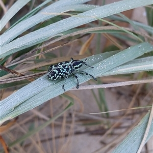 Chrysolopus spectabilis at Port Kembla, NSW - 23 Nov 2024