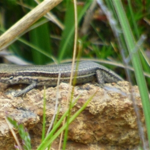 Unidentified Skink at West Hobart, TAS by VanessaC