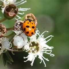 Hippodamia variegata (Spotted Amber Ladybird) at West Wodonga, VIC - 23 Nov 2024 by KylieWaldon