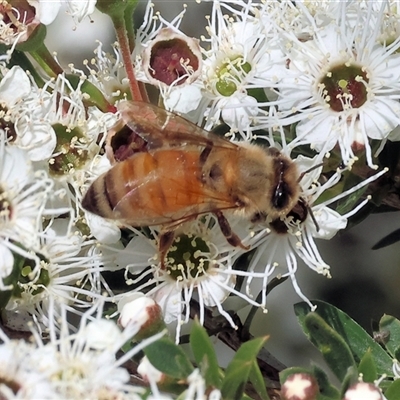 Apis mellifera (European honey bee) at West Wodonga, VIC - 23 Nov 2024 by KylieWaldon