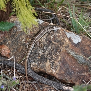 Ctenotus robustus at Hall, ACT - 23 Nov 2024