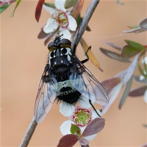 Amphibolia (Amphibolia) sp. (genus & subgenus) (A Bristle fly) at Uriarra Village, ACT by DPRees125