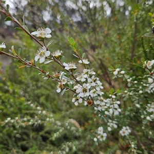 Leptospermum obovatum at Bombay, NSW - 23 Nov 2024