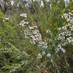 Leptospermum obovatum at Bombay, NSW - 23 Nov 2024