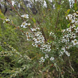 Leptospermum obovatum at Bombay, NSW - 23 Nov 2024