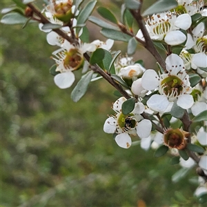 Leptospermum obovatum at Bombay, NSW - 23 Nov 2024