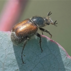 Unidentified Beetle (Coleoptera) at Googong, NSW - 23 Nov 2024 by WHall