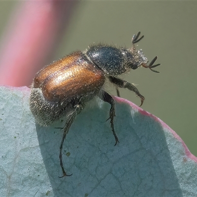 Liparetrus sp. (genus) (Chafer beetle) at Googong, NSW - 23 Nov 2024 by WHall