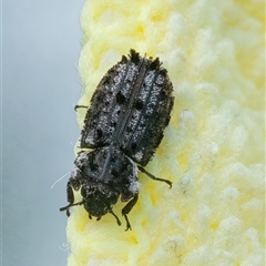 Leperina lacera (Trogossitid beetle) at Googong, NSW - 23 Nov 2024 by WHall