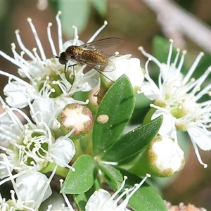 Unidentified Long-legged Fly (Dolichopodidae) at West Wodonga, VIC by KylieWaldon