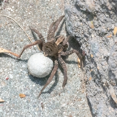 Unidentified Wolf spider (Lycosidae) at Googong, NSW - 23 Nov 2024 by WHall