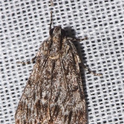 Spectrotrota fimbrialis (A Pyralid moth) at Sheldon, QLD - 9 Mar 2024 by PJH123