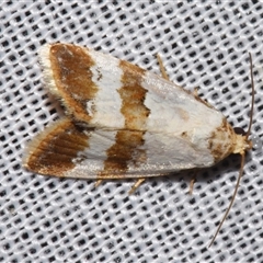 Maliattha ritsemae (A Noctuid moth (Acontiinae) at Sheldon, QLD - 8 Mar 2024 by PJH123