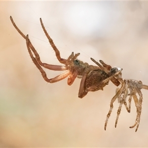 Araneidae (family) at Googong, NSW - 23 Nov 2024 01:24 PM