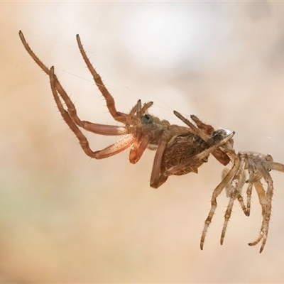 Araneidae (family) (Orb weaver) at Googong, NSW - 23 Nov 2024 by WHall