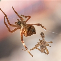 Araneidae (family) at Googong, NSW - 23 Nov 2024 01:24 PM