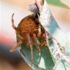 Araneidae (family) at Googong, NSW - 23 Nov 2024 01:24 PM