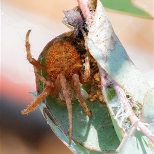 Araneidae (family) at Googong, NSW - 23 Nov 2024 01:24 PM