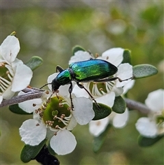 Unidentified Beetle (Coleoptera) at Bombay, NSW - 23 Nov 2024 by MatthewFrawley