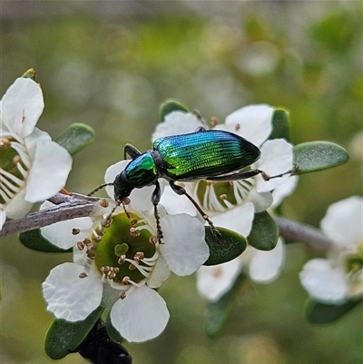 Unidentified Beetle (Coleoptera) at Bombay, NSW - 23 Nov 2024 by MatthewFrawley