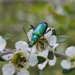 Lepturidea viridis at Bombay, NSW - 23 Nov 2024