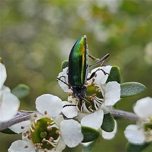 Lepturidea viridis at Bombay, NSW - 23 Nov 2024