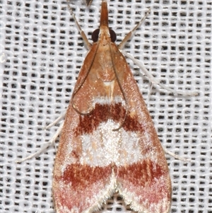 Syntonarcha vulnerata (A Crambid Moth) at Sheldon, QLD by PJH123