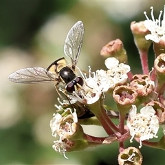 Unidentified Hover fly (Syrphidae) at West Wodonga, VIC - 22 Nov 2024 by KylieWaldon