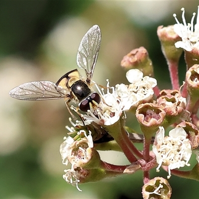 Unidentified Hover fly (Syrphidae) at West Wodonga, VIC - 22 Nov 2024 by KylieWaldon