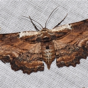 Pholodes sinistraria (Sinister or Frilled Bark Moth) at Sheldon, QLD by PJH123