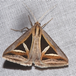 Trigonodes hyppasia (Triangle Owlet) at Sheldon, QLD by PJH123