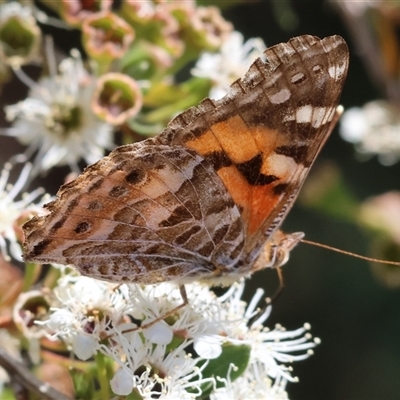 Vanessa kershawi (Australian Painted Lady) at West Wodonga, VIC - 23 Nov 2024 by KylieWaldon