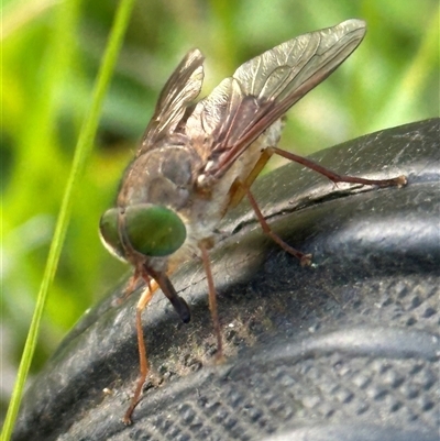 Dasybasis sp. (genus) (A march fly) at Kangaroo Valley, NSW - 23 Nov 2024 by lbradley