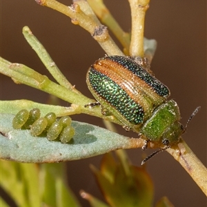 Calomela parilis at Murrumbateman, NSW - 23 Nov 2024 11:28 AM