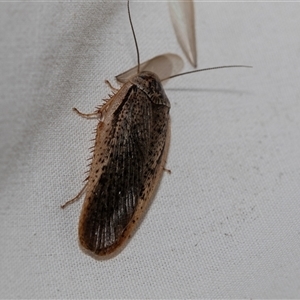 Calolampra sp. (genus) at Higgins, ACT - 22 Nov 2024