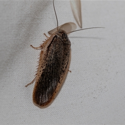 Calolampra sp. (genus) at Higgins, ACT - 21 Nov 2024 by AlisonMilton