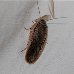 Calolampra sp. (genus) at Higgins, ACT - 22 Nov 2024