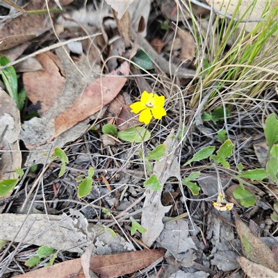 Goodenia hederacea subsp. hederacea at Bombay, NSW - 23 Nov 2024 by MatthewFrawley