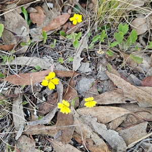 Goodenia hederacea subsp. hederacea at Bombay, NSW - 23 Nov 2024