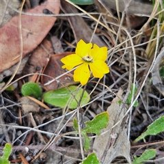 Goodenia hederacea subsp. hederacea at Bombay, NSW - 23 Nov 2024 04:57 PM